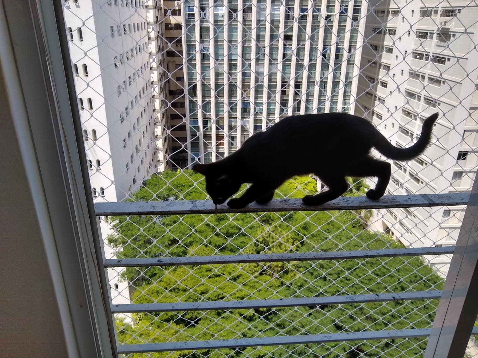 Proteção para Pets